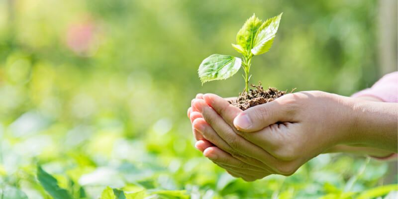 Two hands holding a small plant seedling