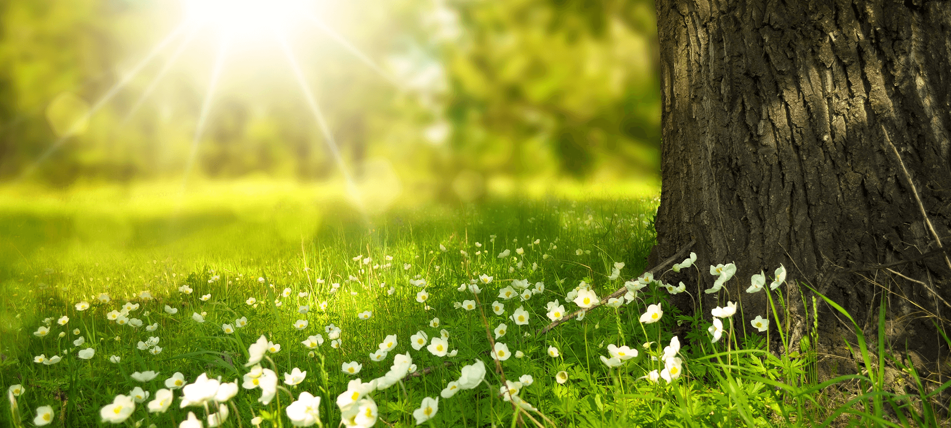 Field of flowers