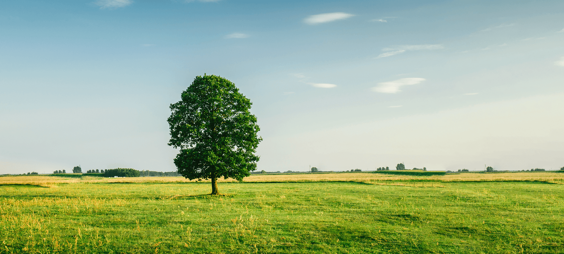 Tree in a green field