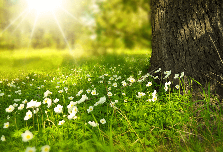 Field of flowers